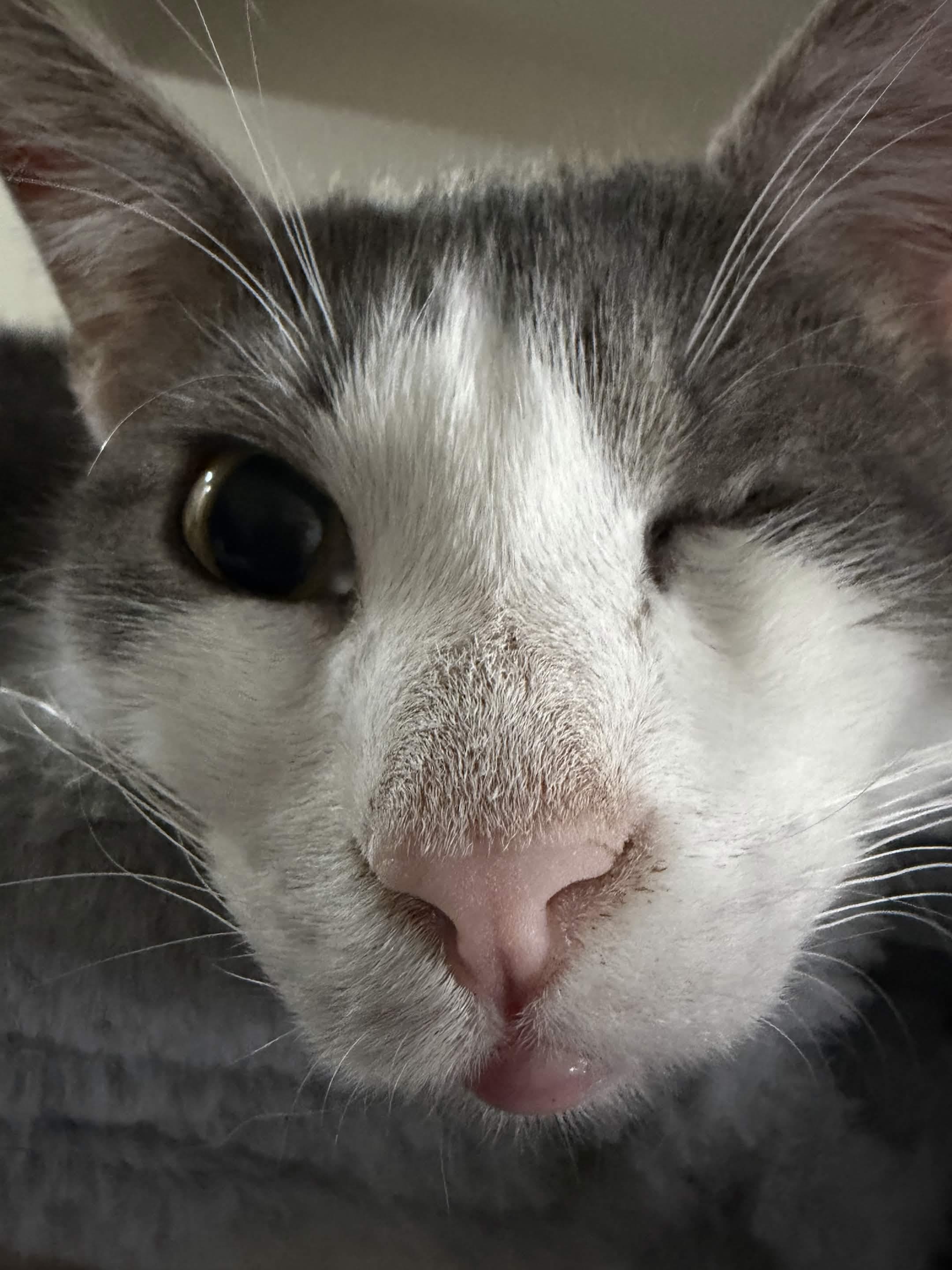 A grey and white cat